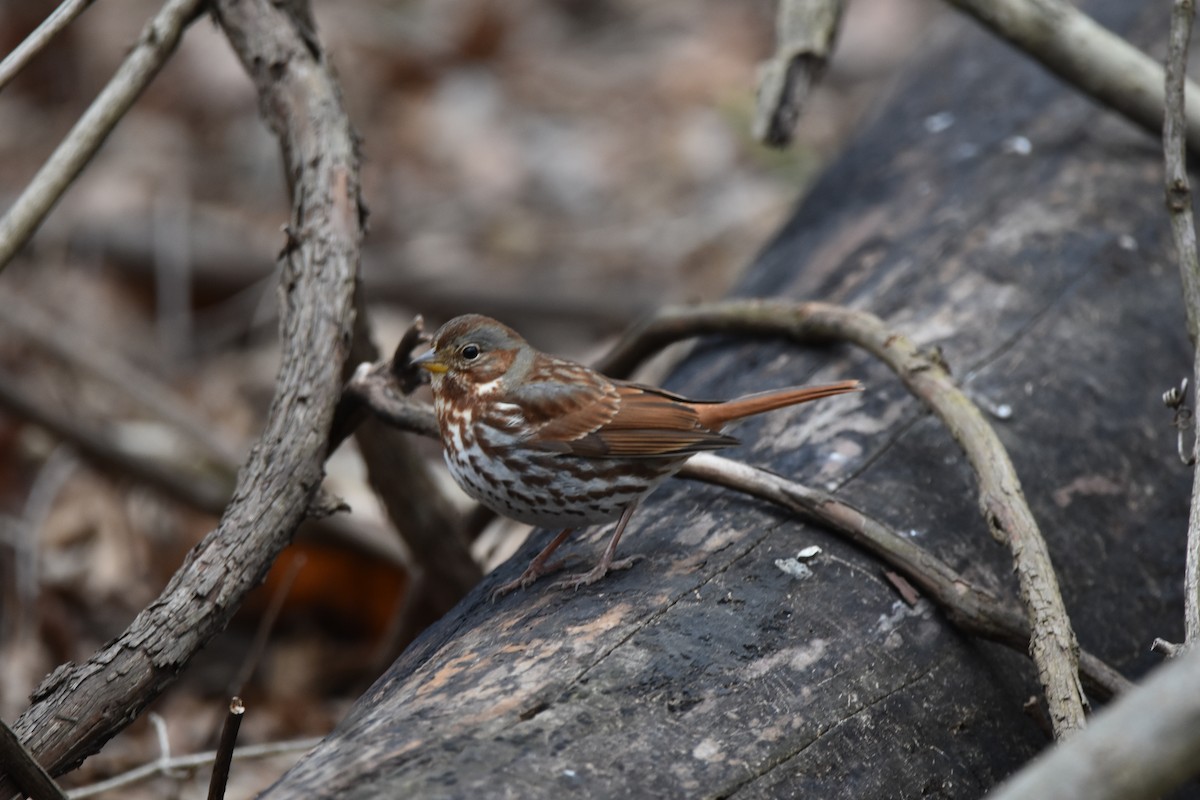 Fox Sparrow - ML532493391