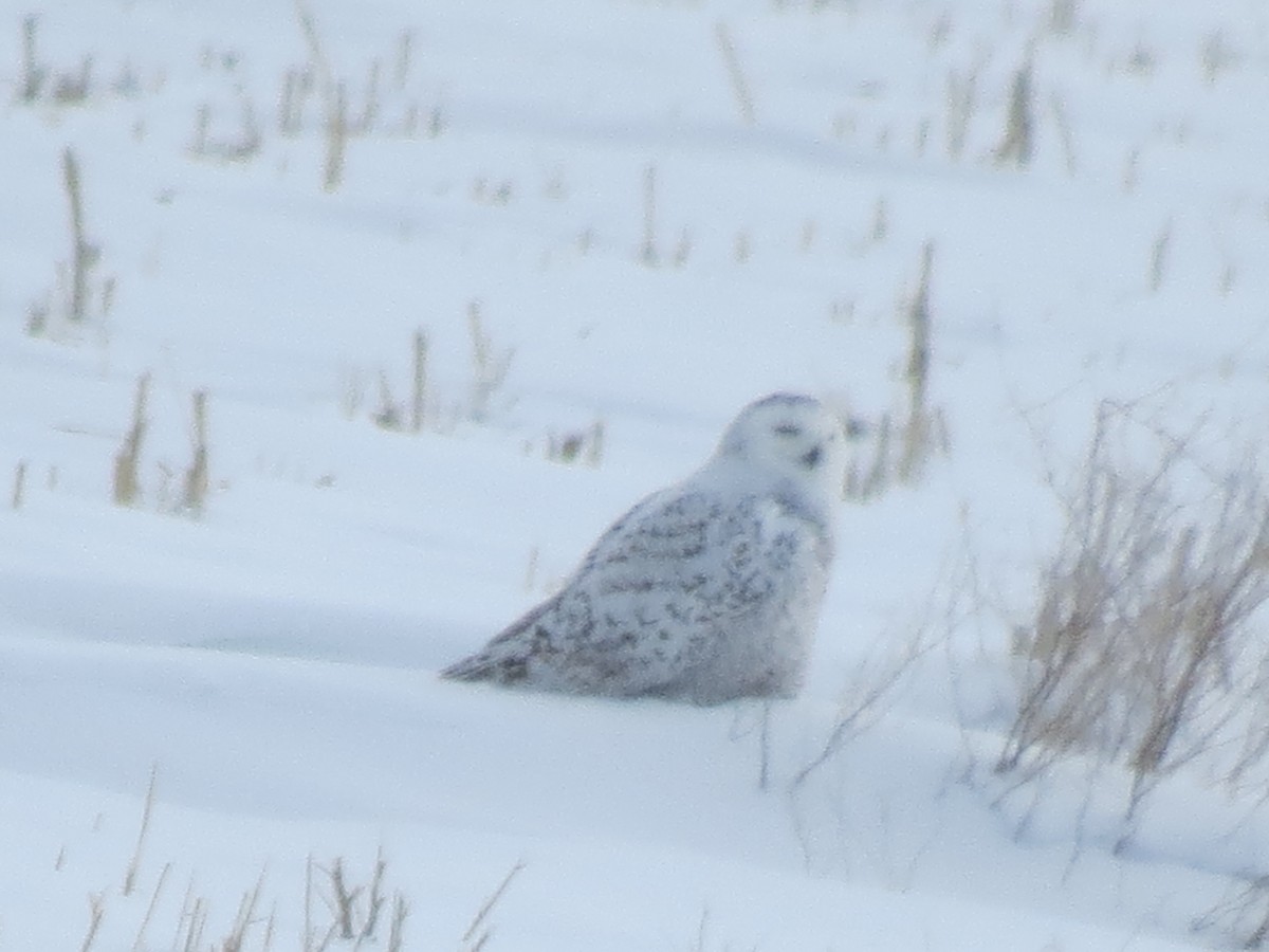 Snowy Owl - ML532493731