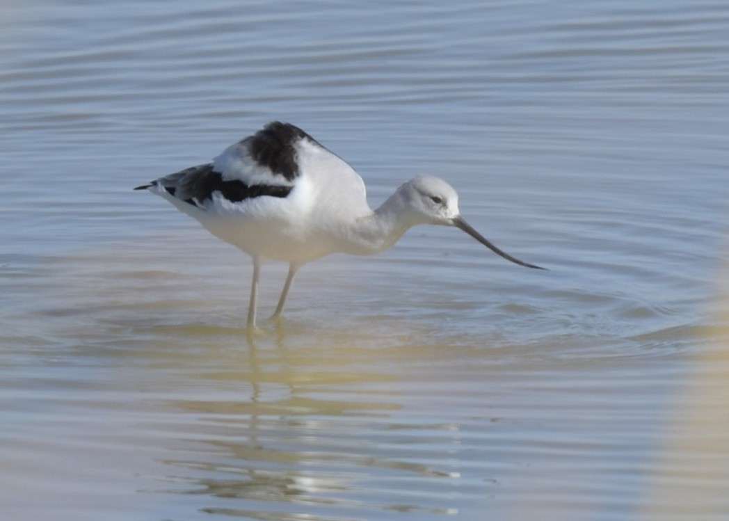 Avoceta Americana - ML532494261