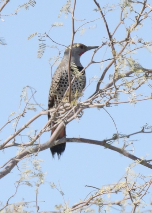 Northern Flicker - ML532494751