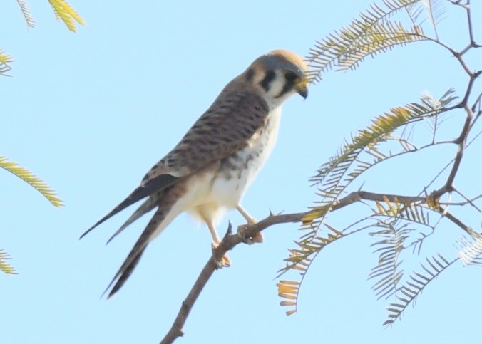 American Kestrel - ML532494781