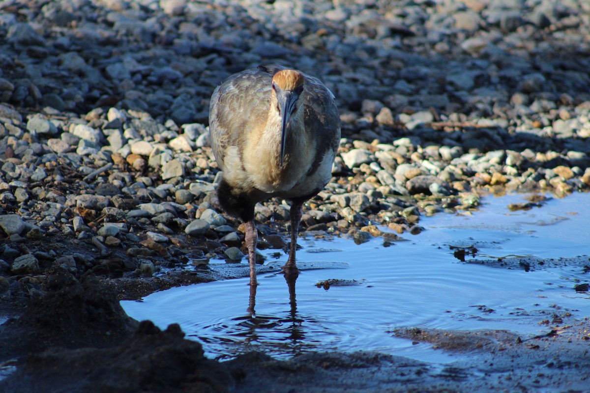 Black-faced Ibis - ML532496561