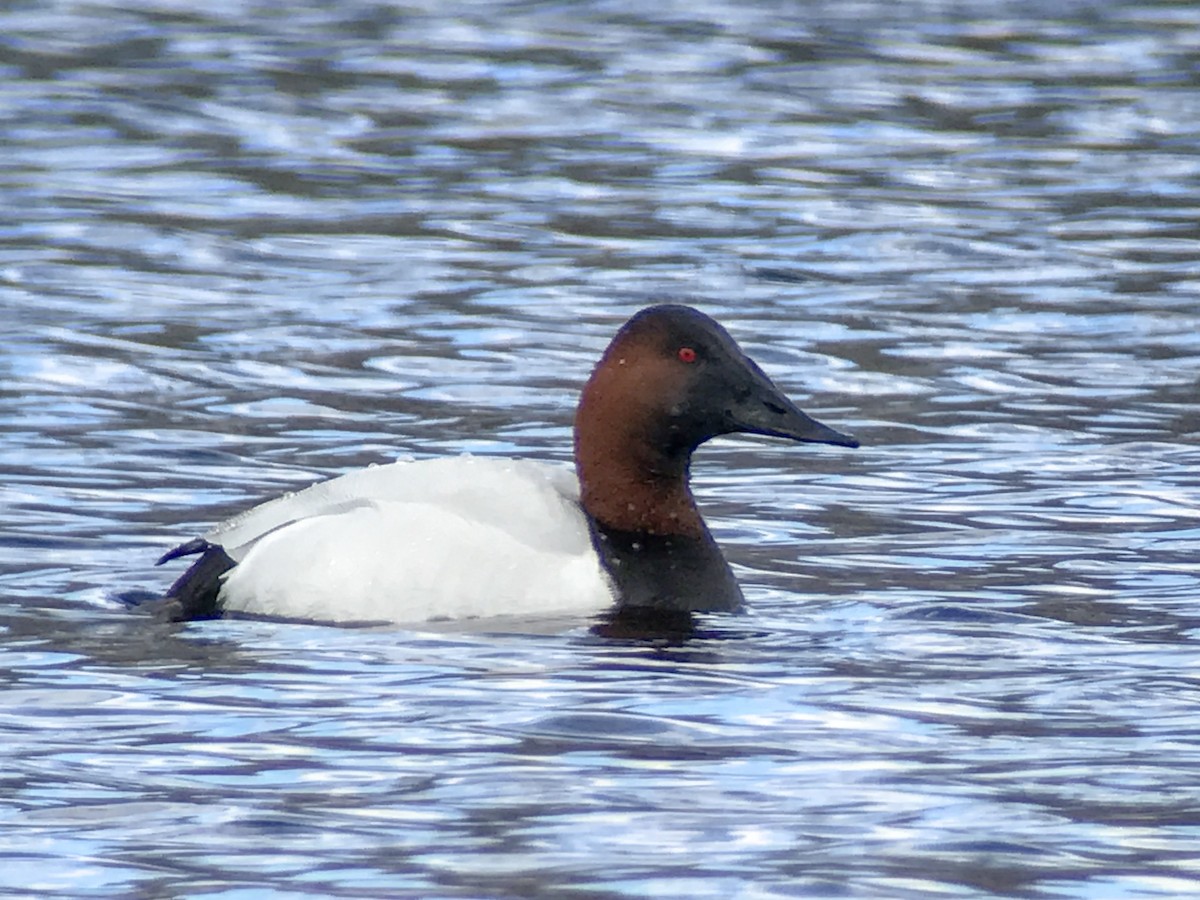 Canvasback - Louis Bevier