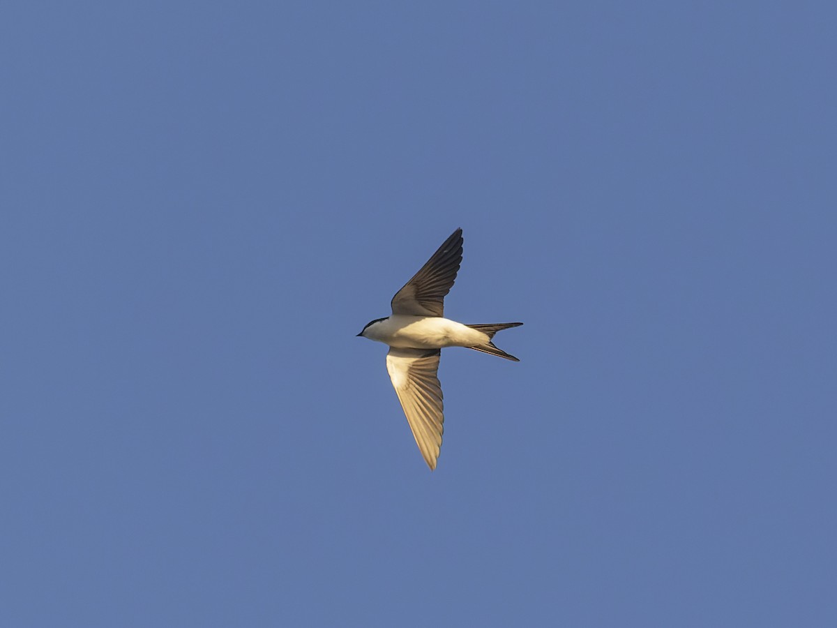 Bahama Swallow - Maikel Cañizares Morera