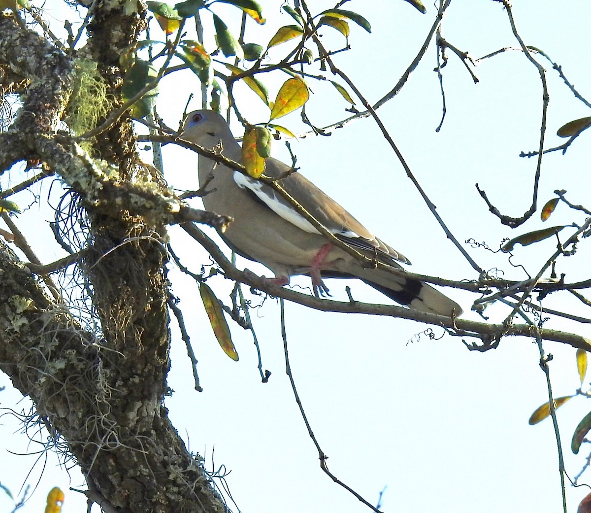 White-winged Dove - ML532498321