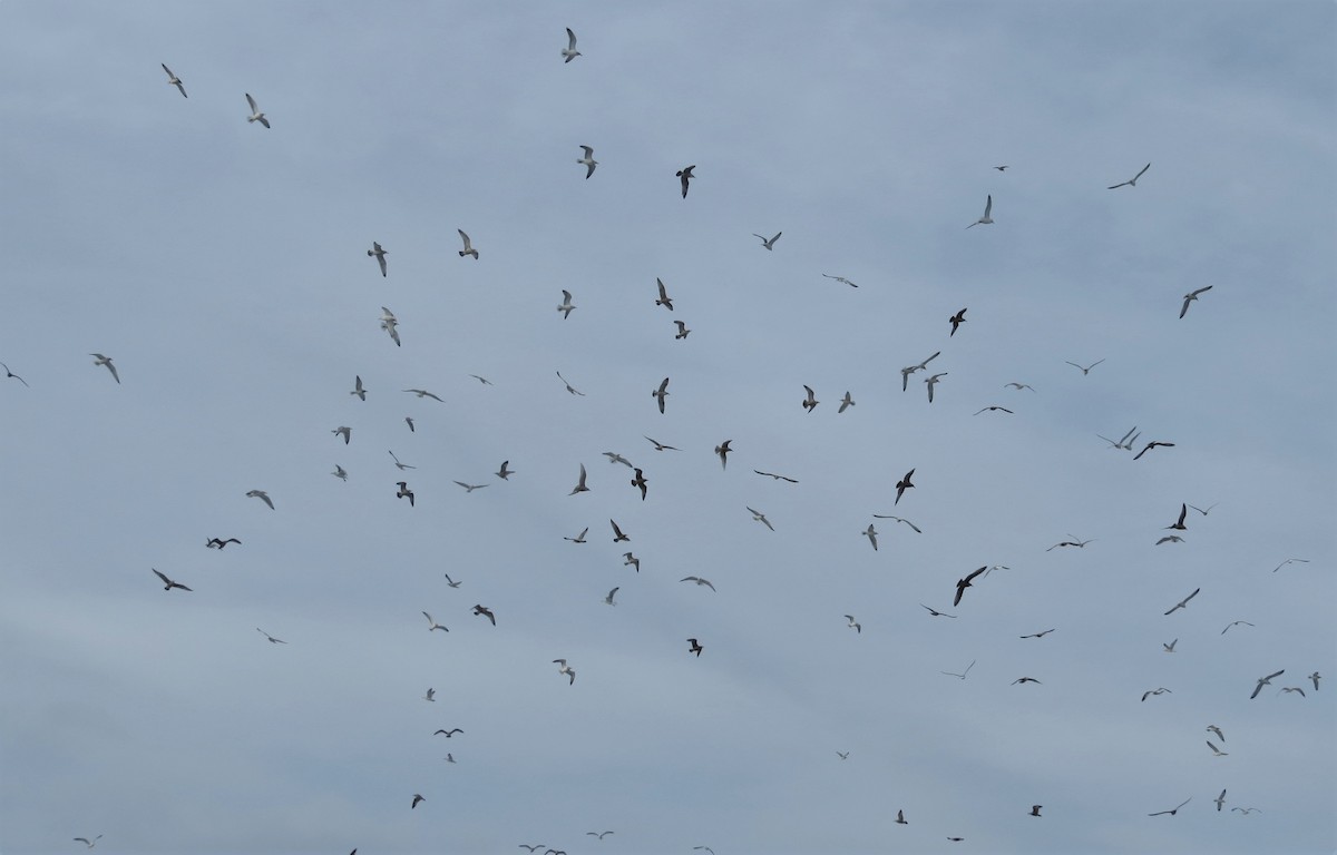 Gaviota Argéntea - ML532498391