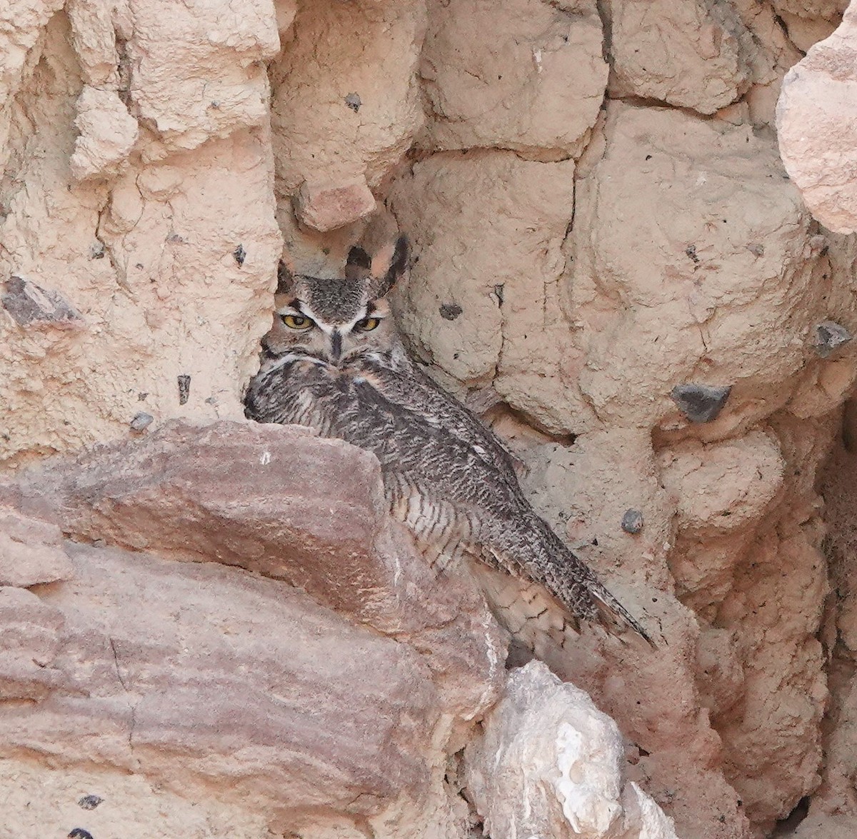 Great Horned Owl - ML532498731