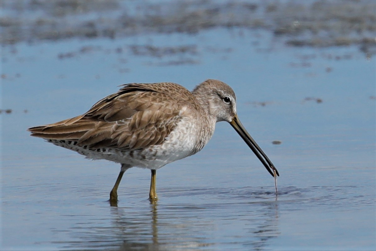 Short-billed Dowitcher - ML532498961