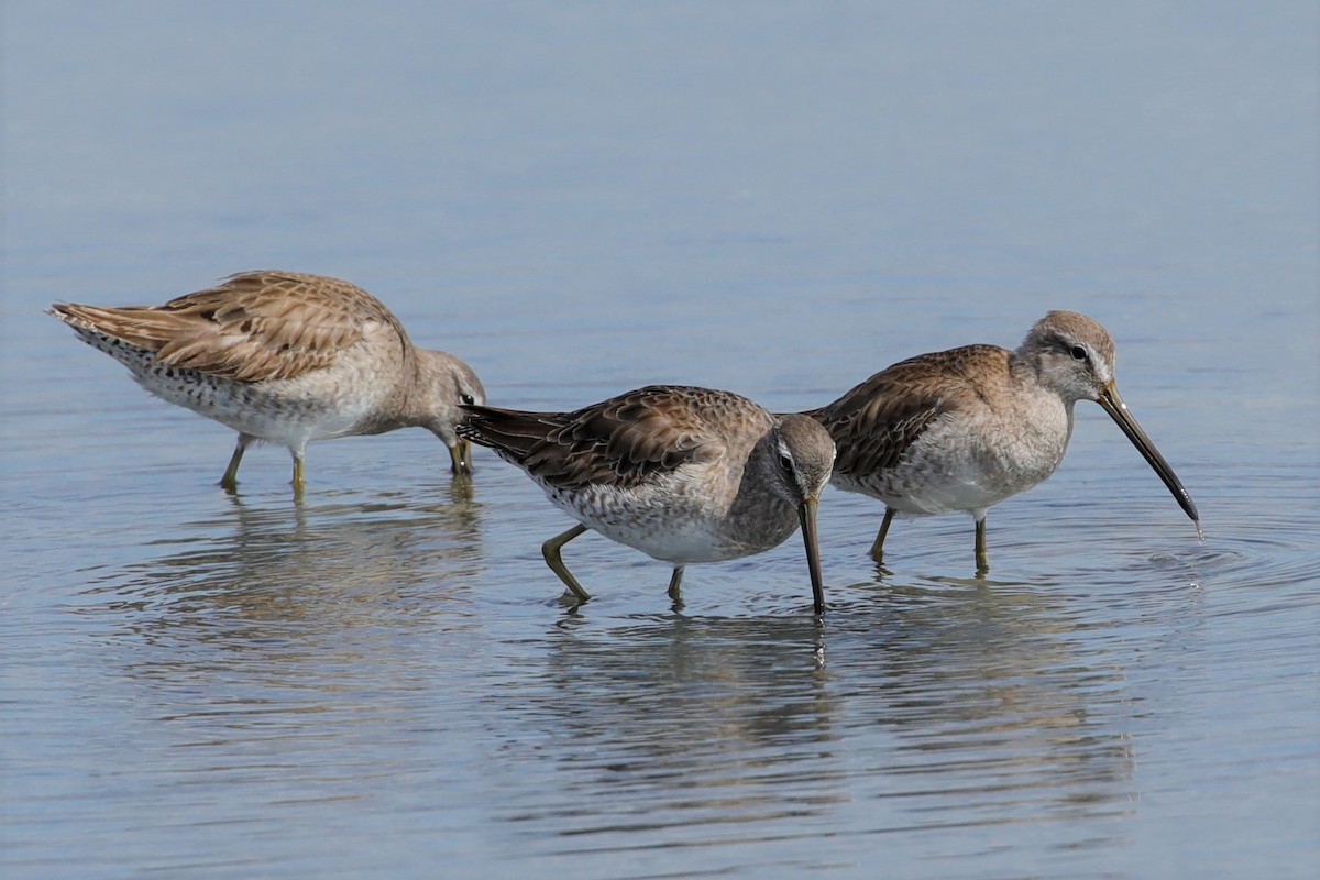 Short-billed Dowitcher - ML532498971