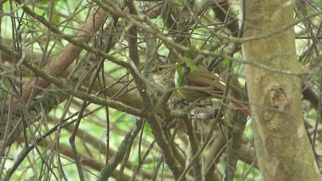 Anabate à sourcils fauves - ML532500951