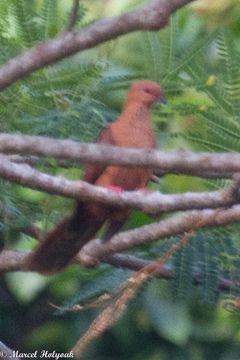 Mackinlay's Cuckoo-Dove - ML532501151