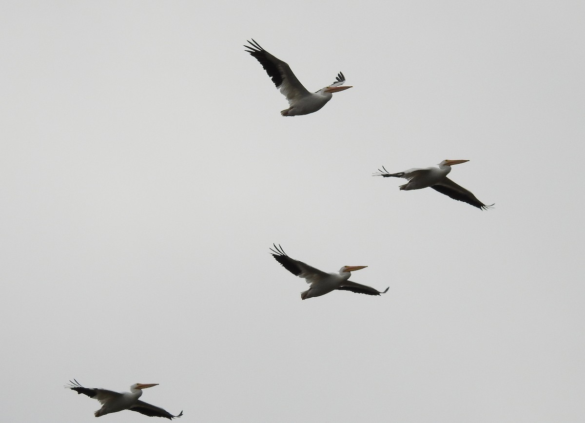 American White Pelican - ML532501411