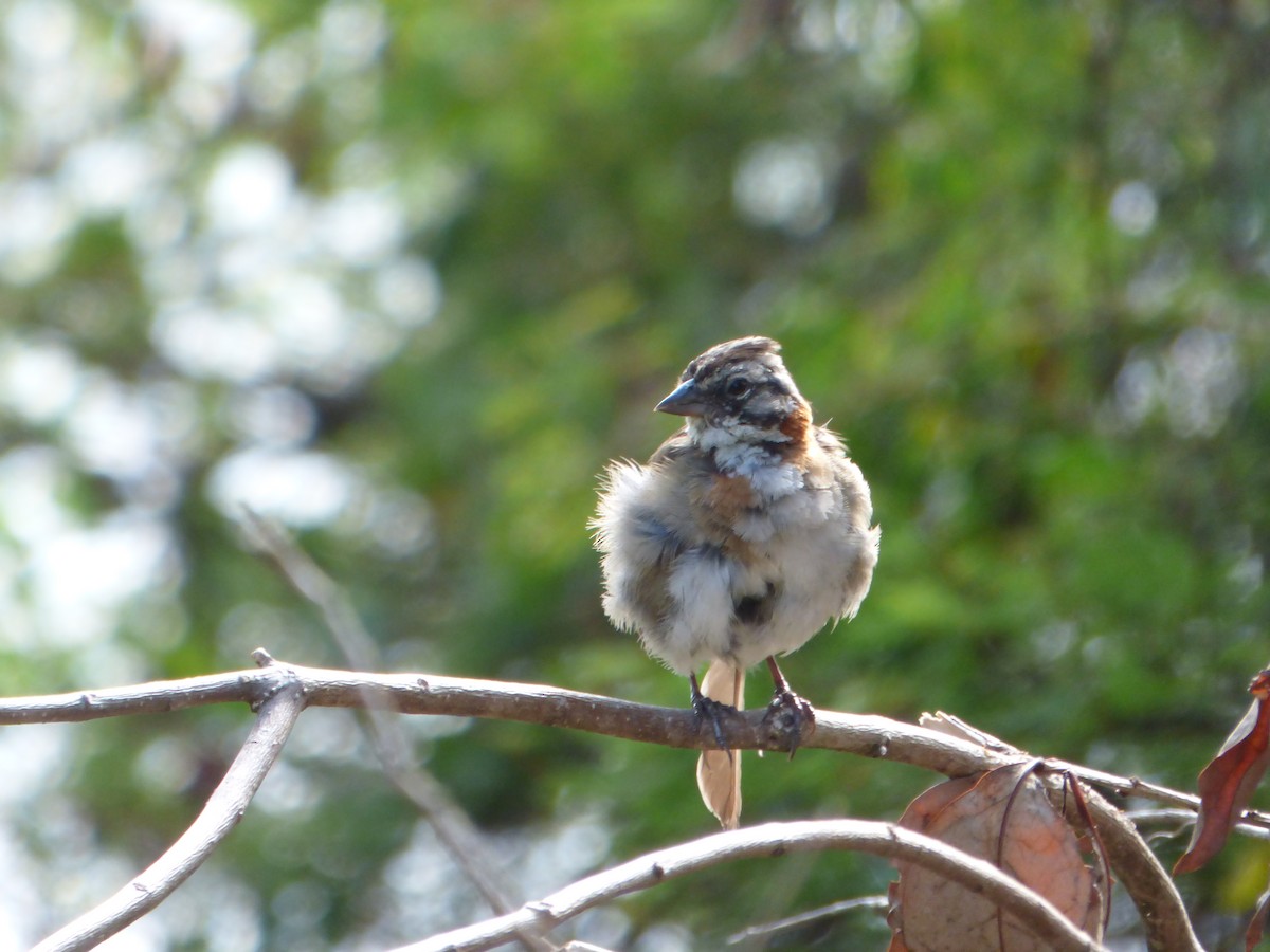 Rufous-collared Sparrow - ML532501451