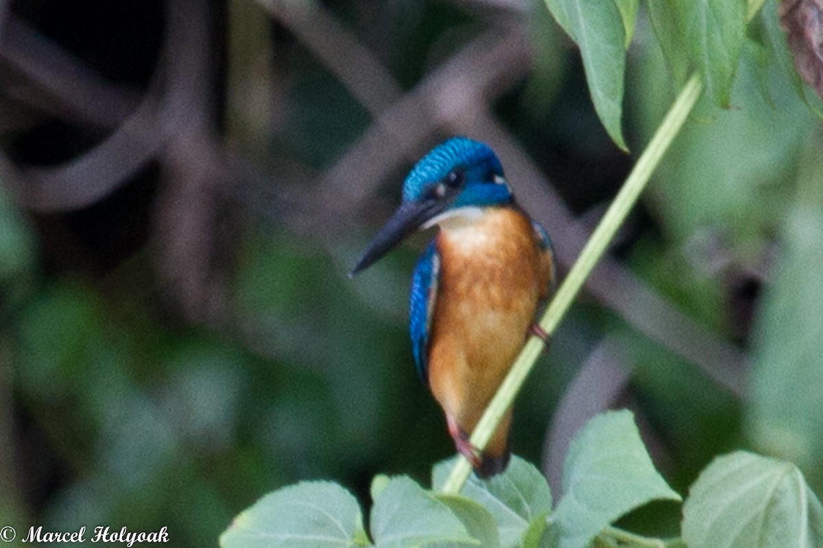 Martin-pêcheur d'Europe - ML532501481