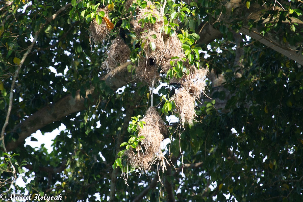 Metallic Starling - ML532501571