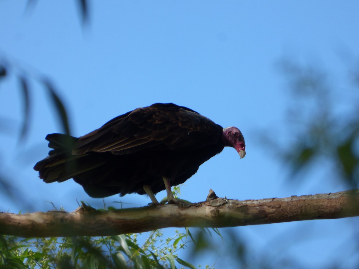 Turkey Vulture - ML532501911