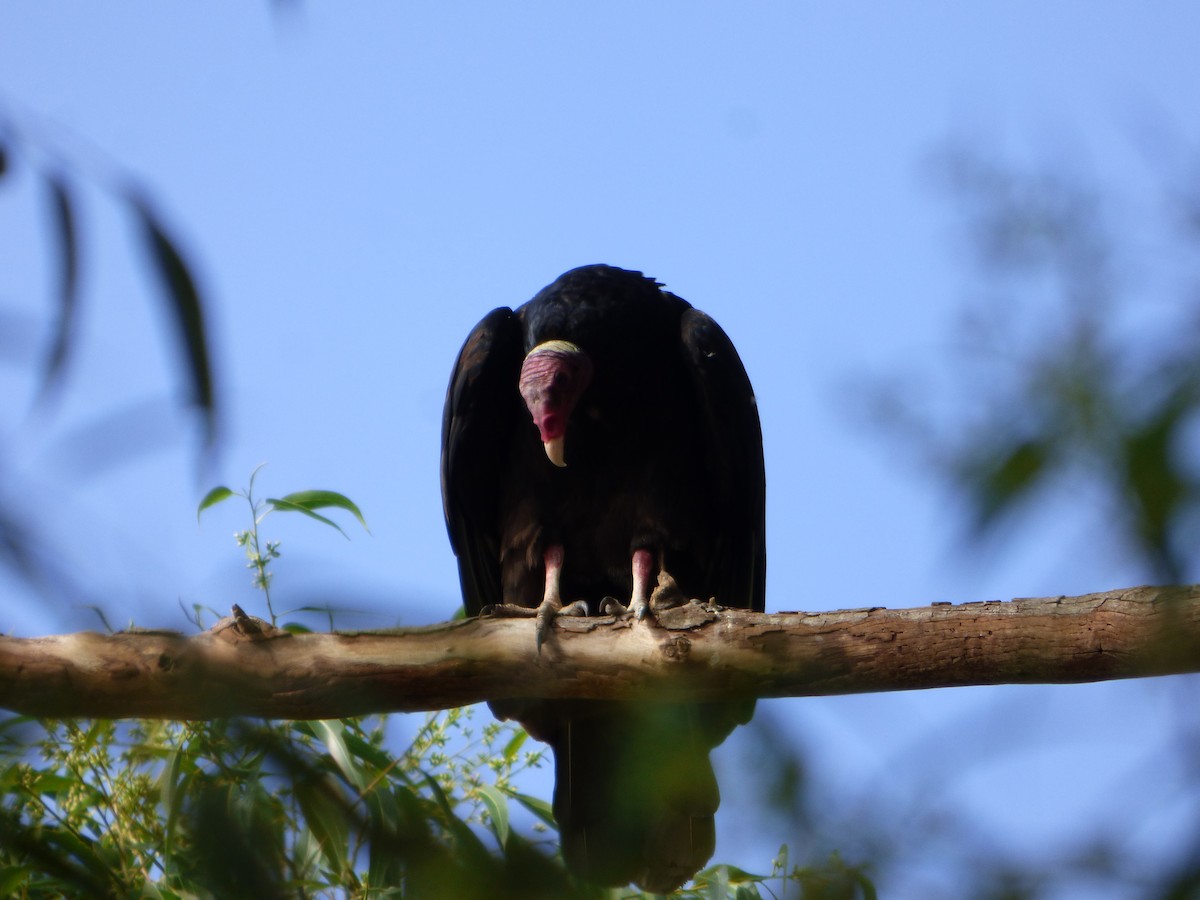 Turkey Vulture - ML532501921