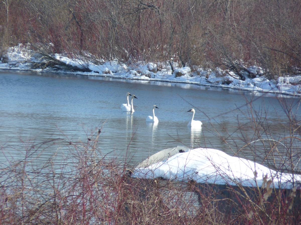 Trumpeter Swan - ML532502081