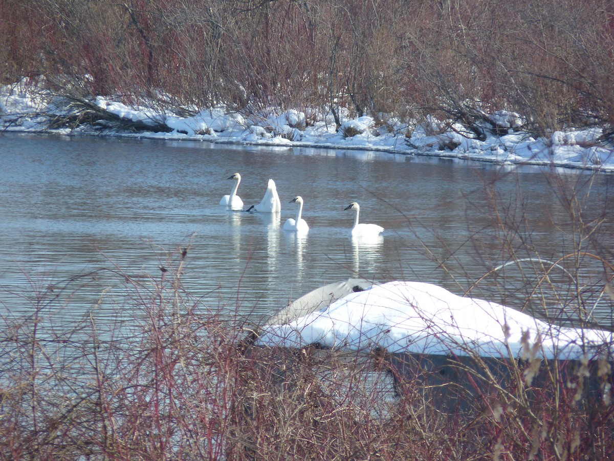 Trumpeter Swan - ML532502111