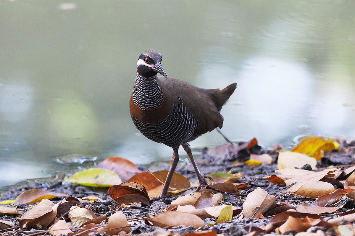 Barred Rail - Mei-Hua Tsou