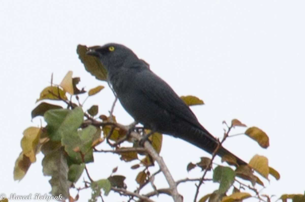 Barred Cuckooshrike - ML532503551