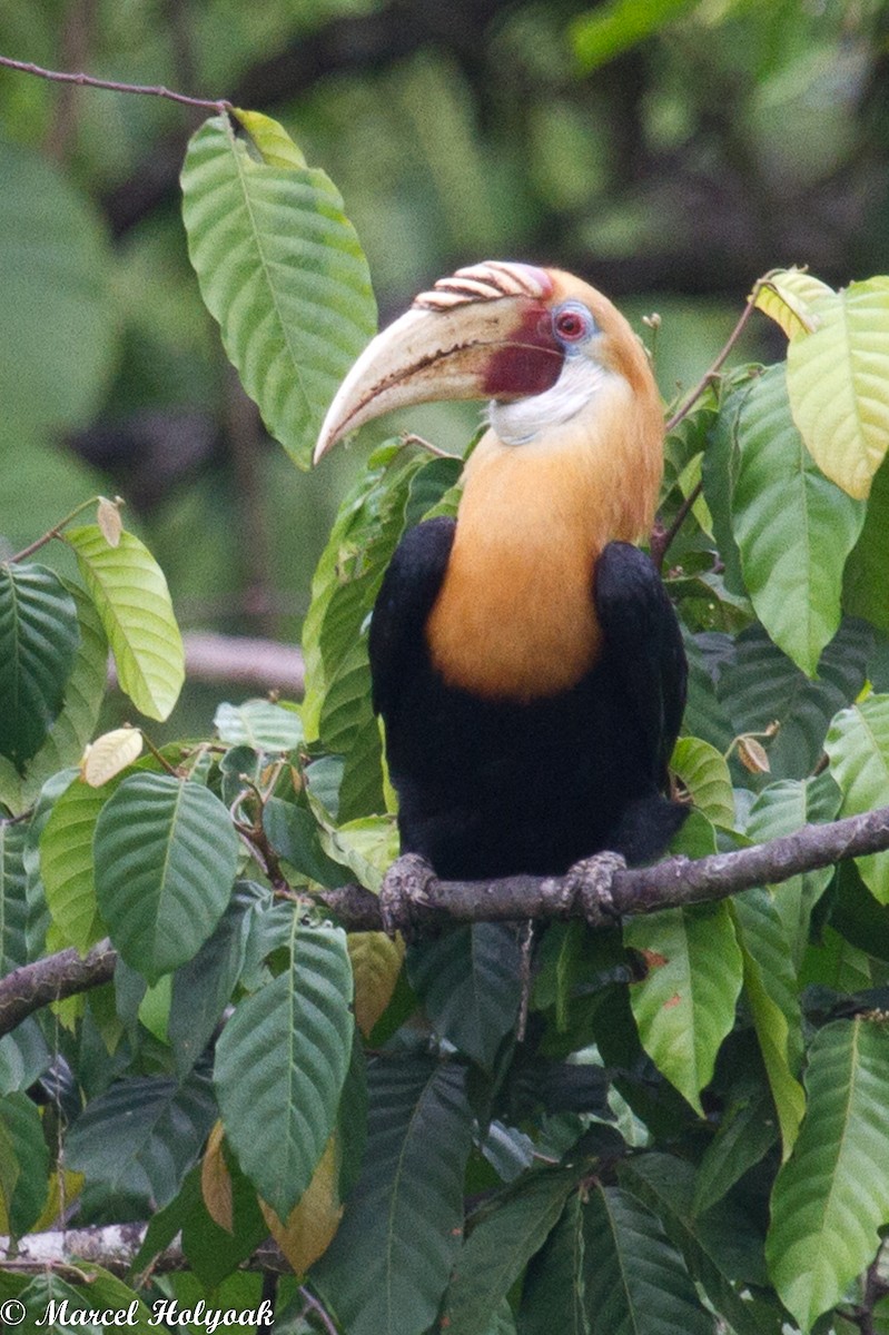 Blyth's Hornbill - ML532503691