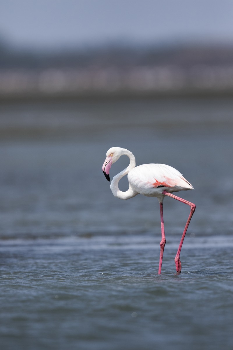 Greater Flamingo - Melvin Jaison