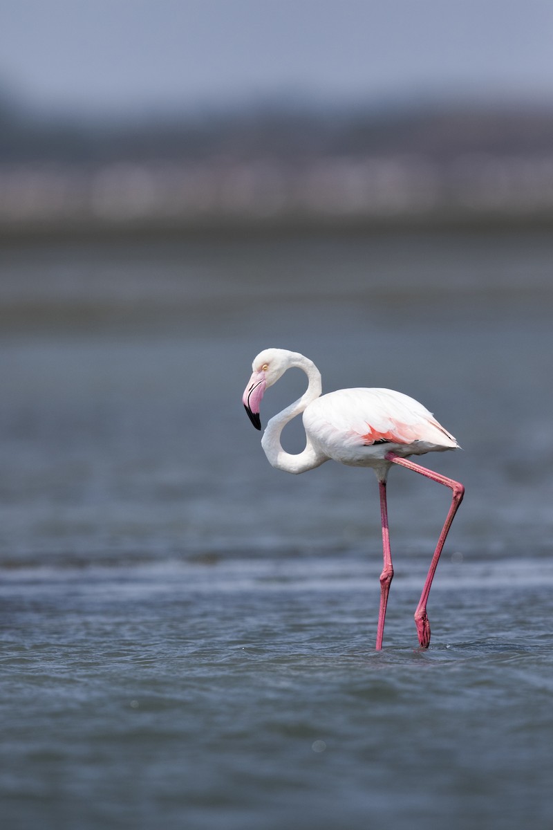 Greater Flamingo - ML53250391