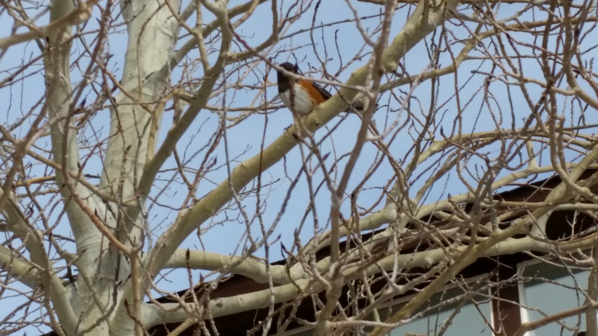 Spotted Towhee - ML53250421