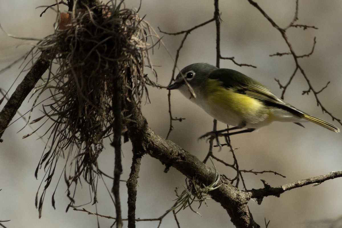 Blue-headed Vireo - Parker Marsh