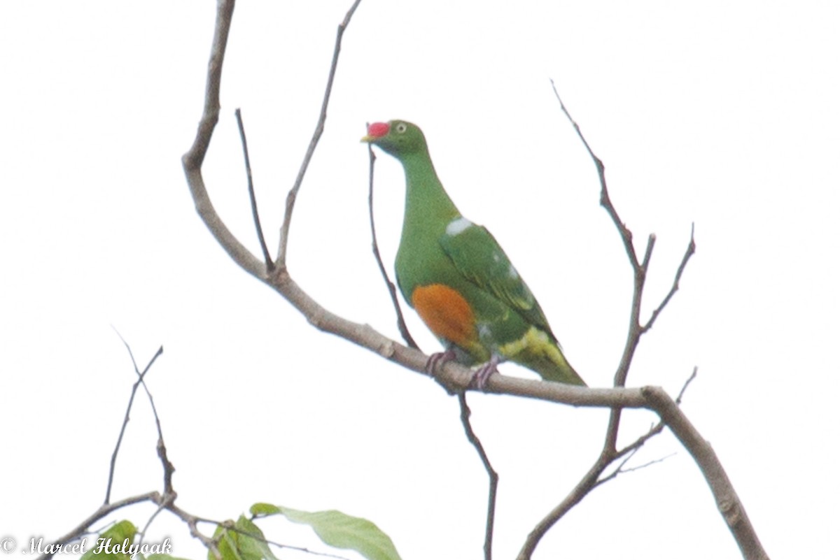 Knob-billed Fruit-Dove - ML532505421