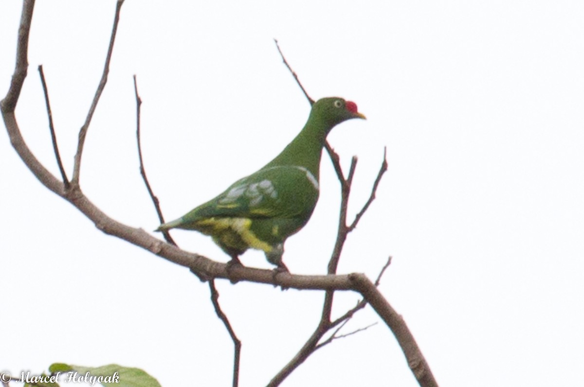 Knob-billed Fruit-Dove - ML532505431