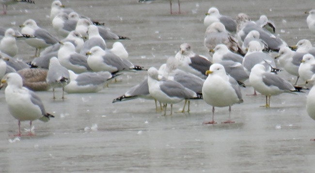 Lesser Black-backed Gull - Nancy Anderson