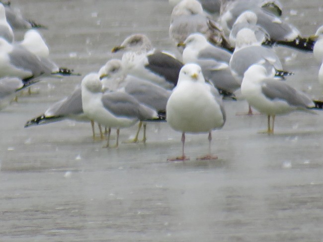 Lesser Black-backed Gull - Nancy Anderson