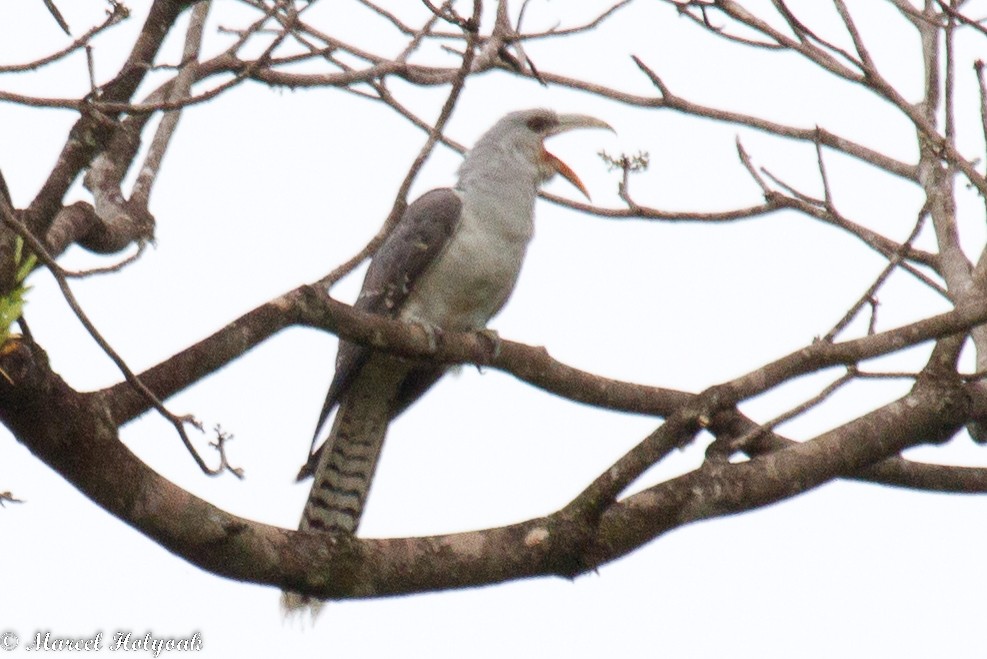 Channel-billed Cuckoo - Marcel Holyoak