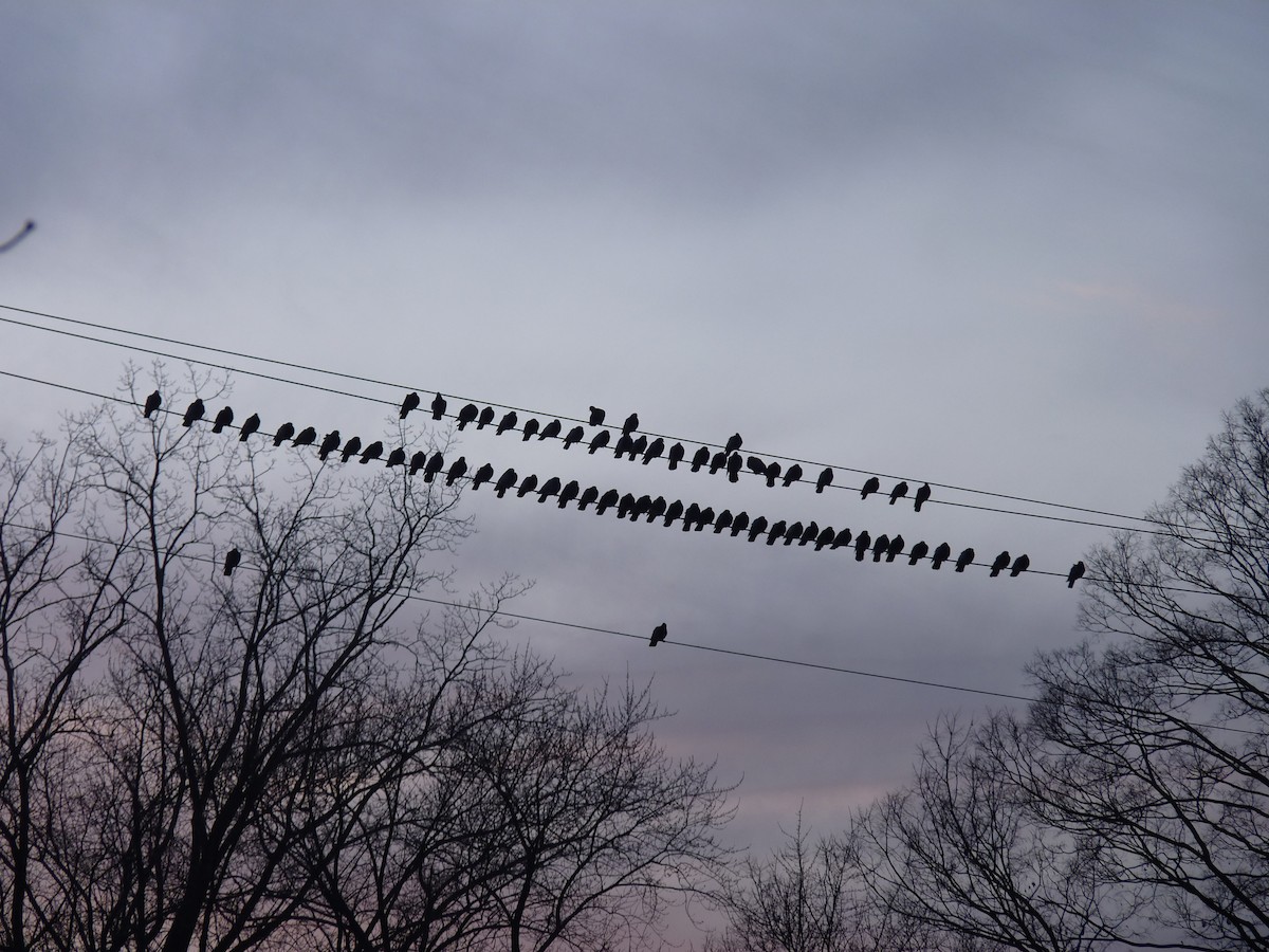 Хөхвөр тагтаа (суурин газрын) - ML532507211