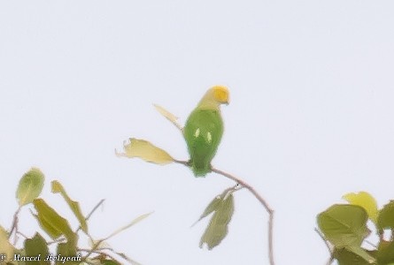 Singing Parrot - ML532507371