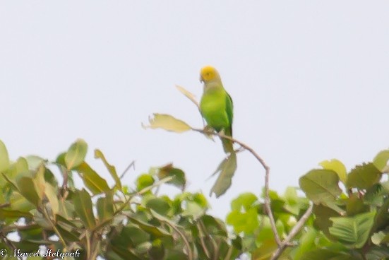 Singing Parrot - Marcel Holyoak