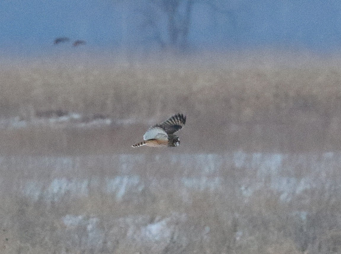 Short-eared Owl - ML532507751