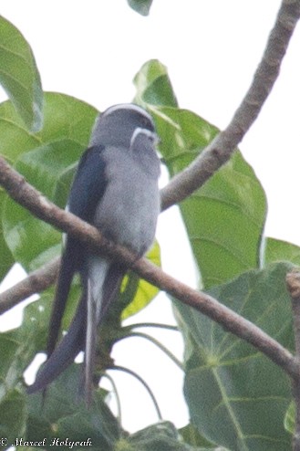 Moustached Treeswift - ML532508741