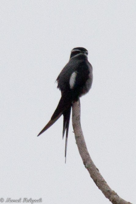 Moustached Treeswift - ML532508751