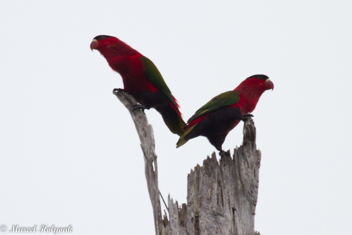 Purple-bellied Lory - ML532509081