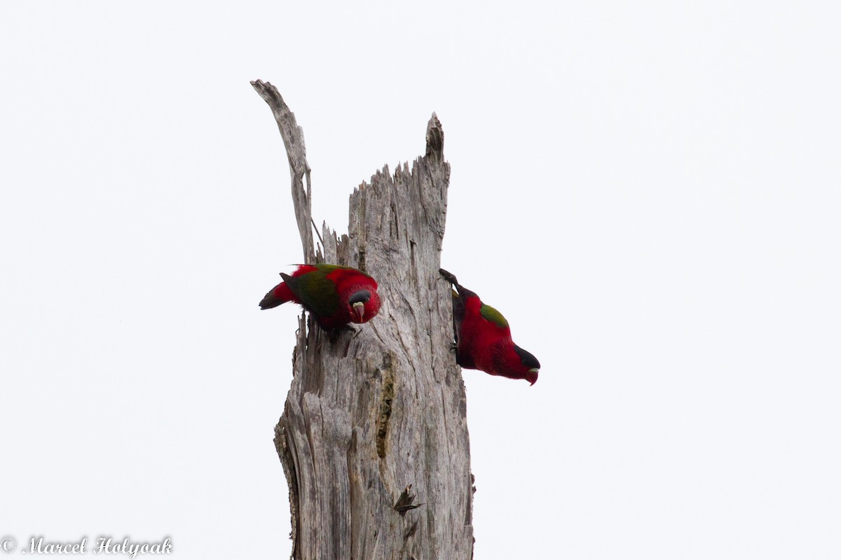 Purple-bellied Lory - ML532509111