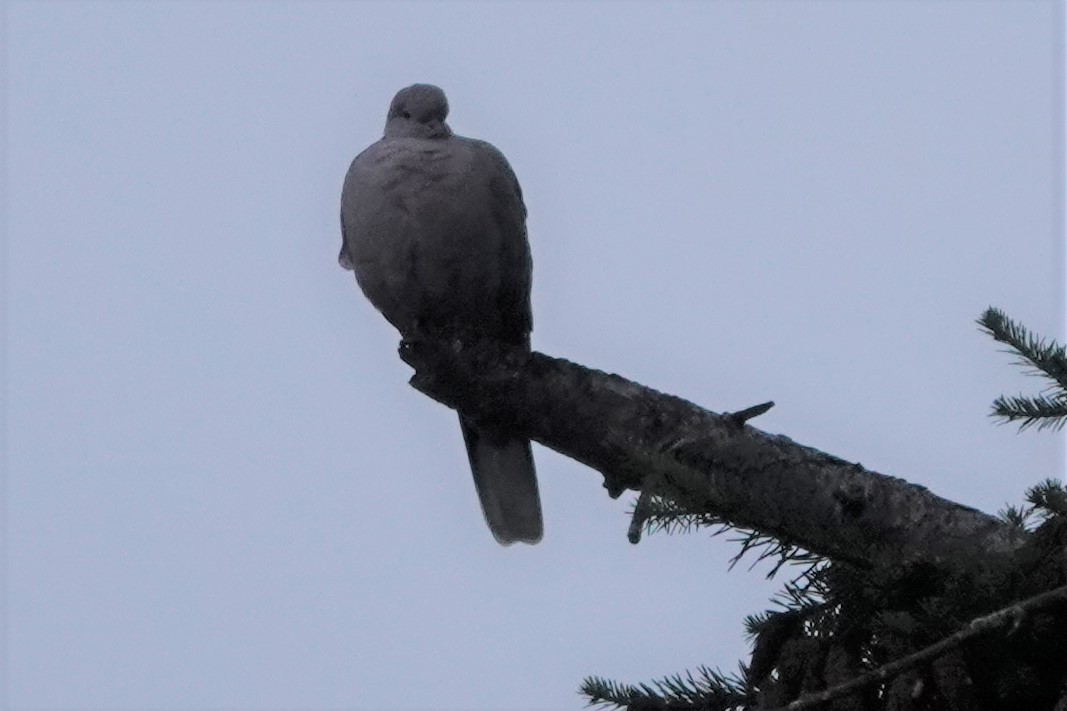 Eurasian Collared-Dove - franci Holtslander