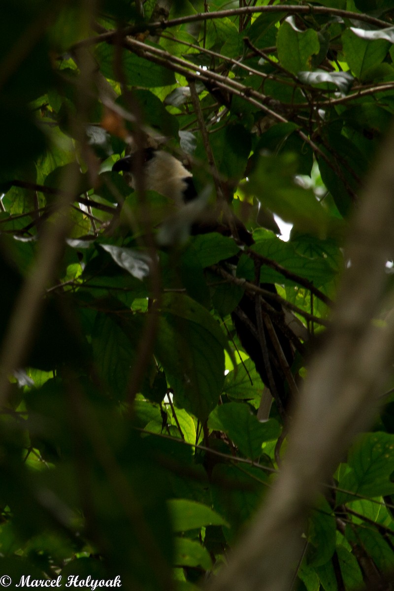 Pied Coucal - ML532509541