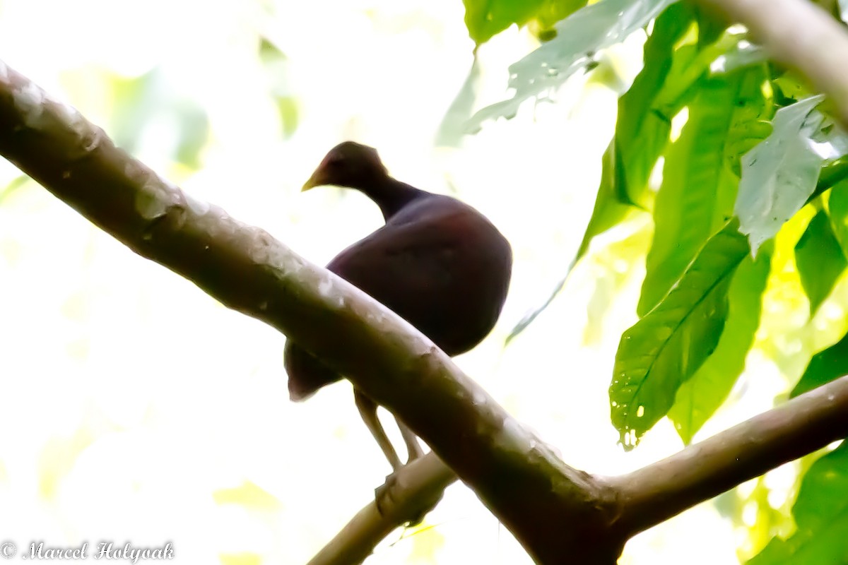 Melanesian Megapode - ML532509731