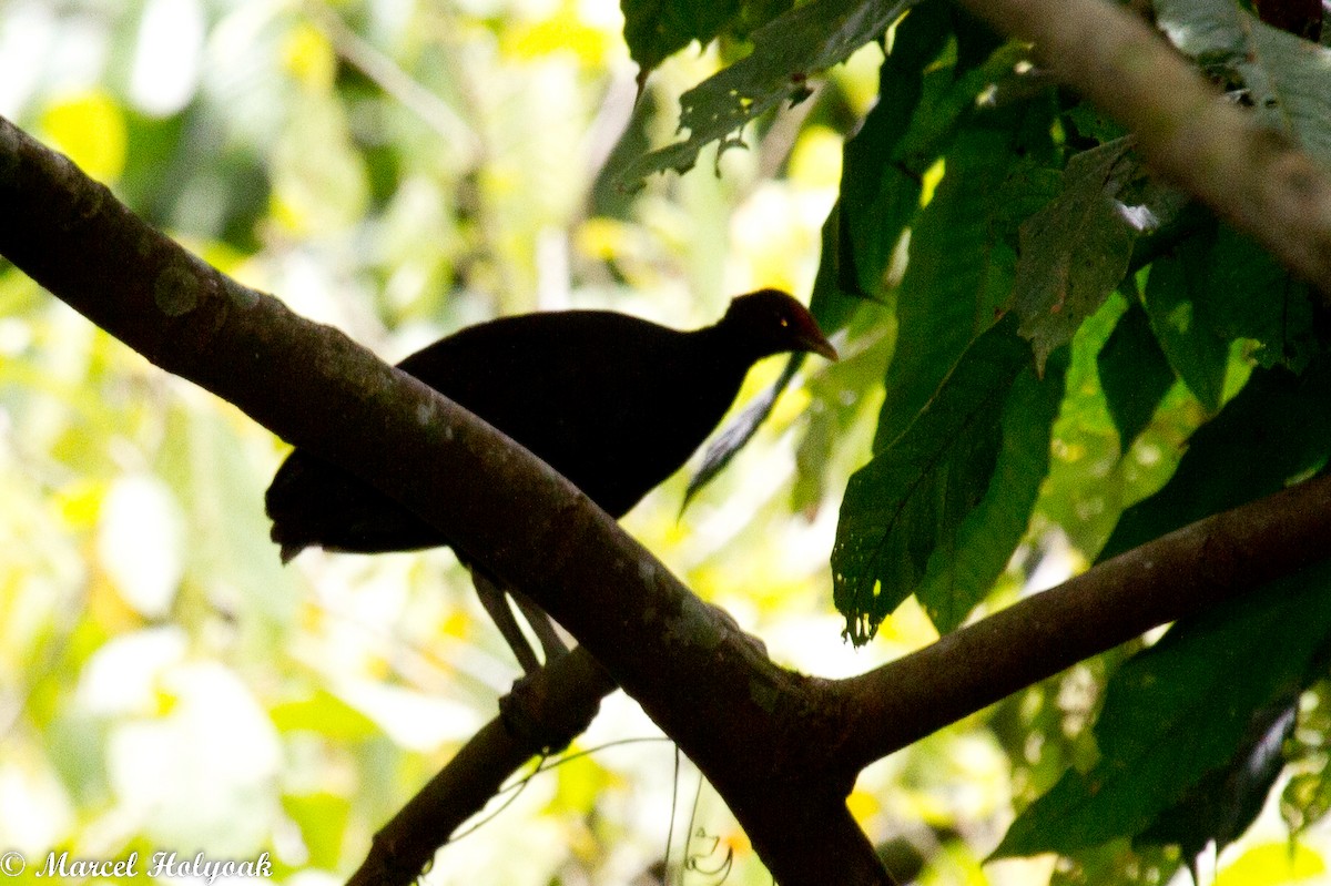 Melanesian Megapode - ML532509741