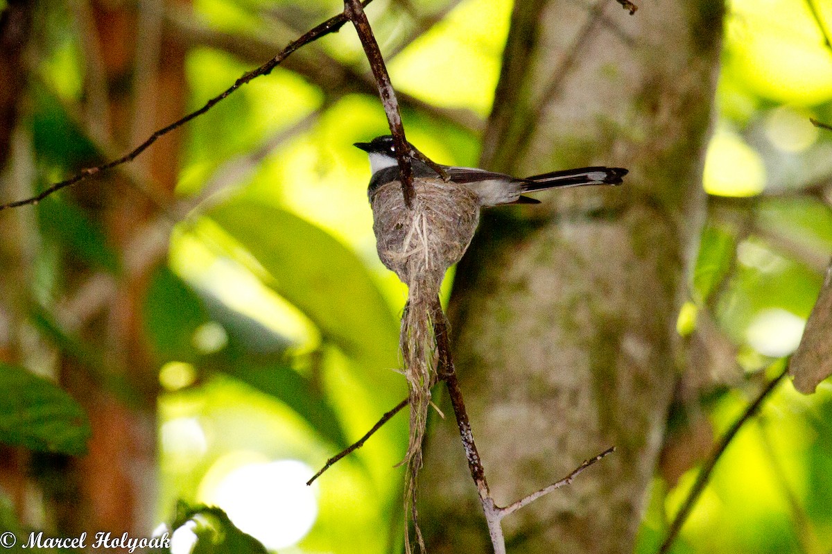 Northern Fantail - Marcel Holyoak