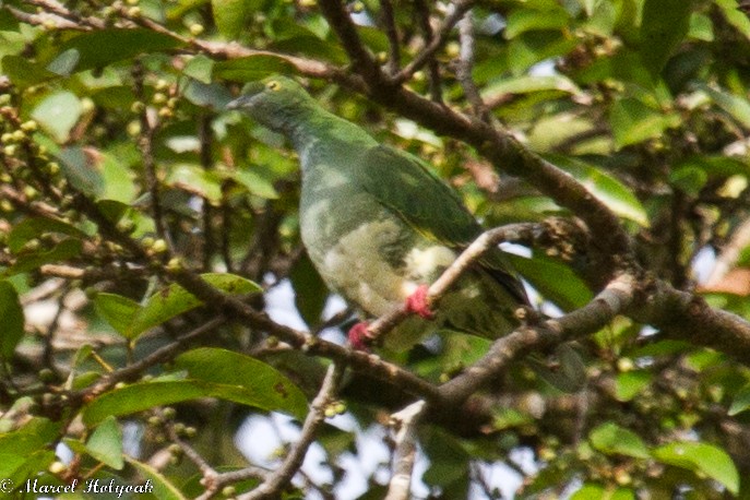 Superb Fruit-Dove - ML532510101