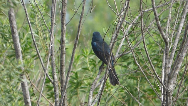 Glaucous-blue Grosbeak - ML532510281